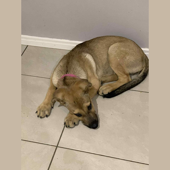 Photo of Nessa Rose   5 Month Old German Shepherd X