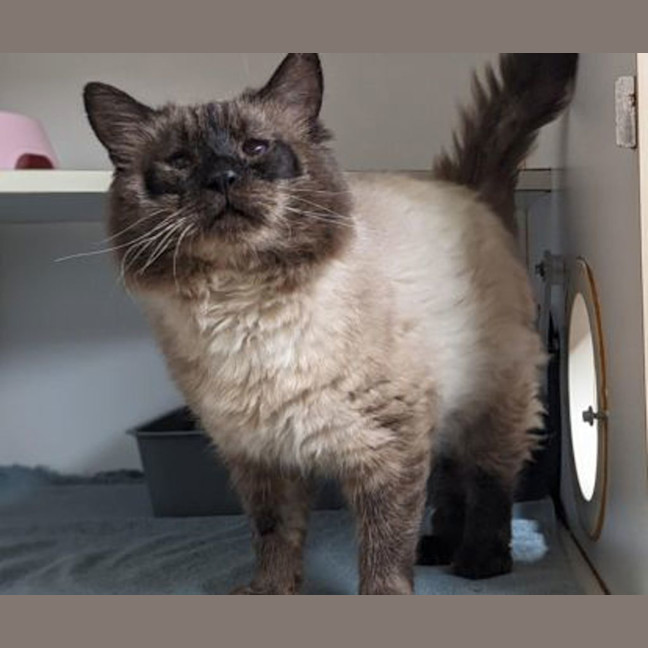 Photo of Meeko