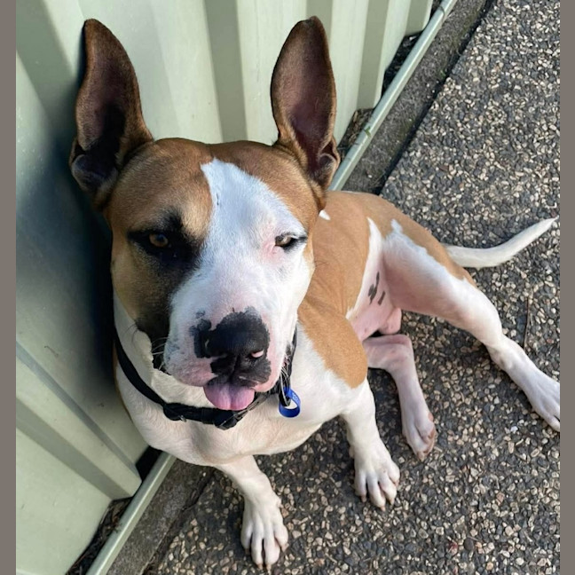 Photo of Chase   20 Month Old Staffy X