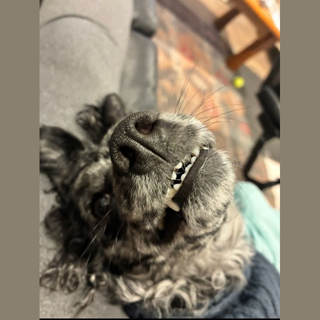 Photo of Buddy