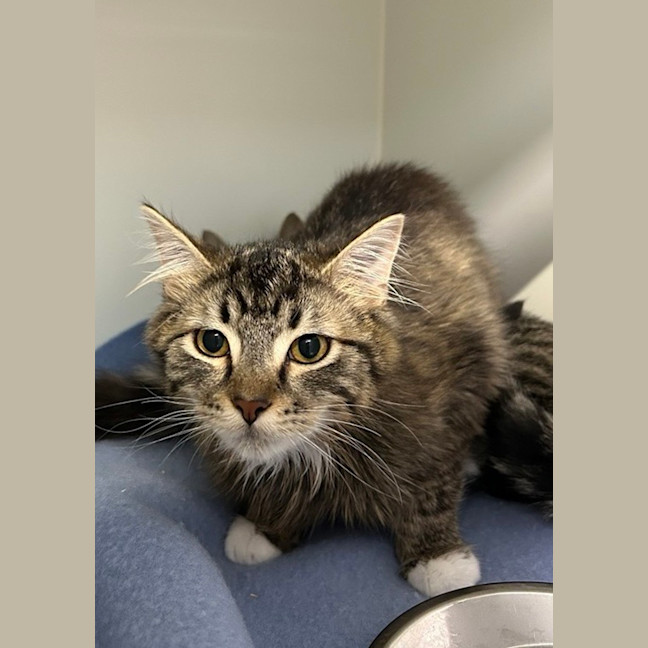 Photo of Buddy (Bonded To Quinn)