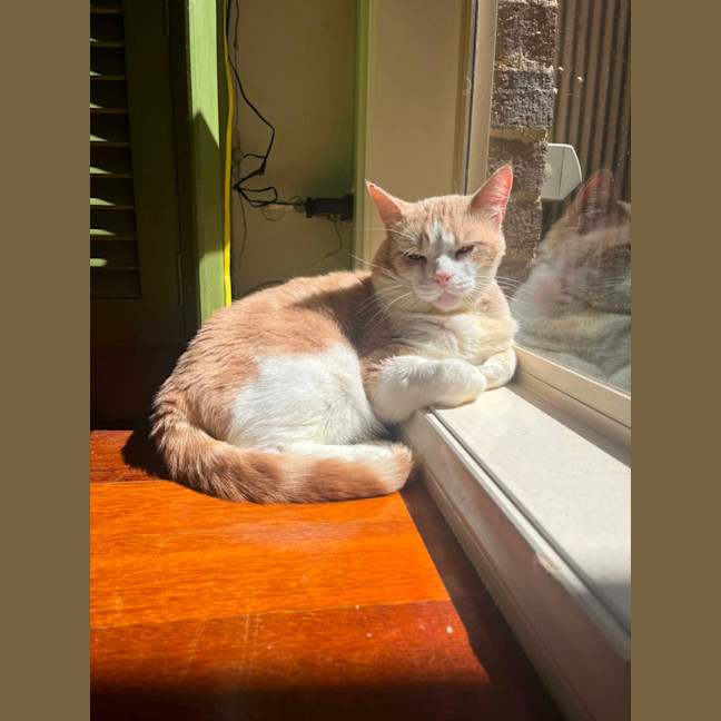 Photo of Trevor   In Foster In Flemington