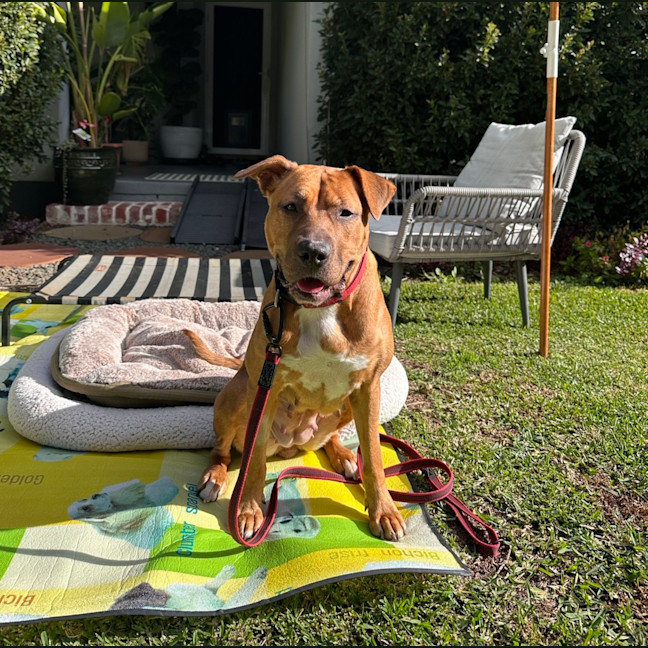 Photo of Shylo