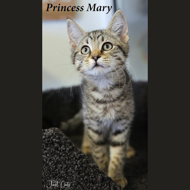 Photo of Princess Mary   Pet Stock Invermay