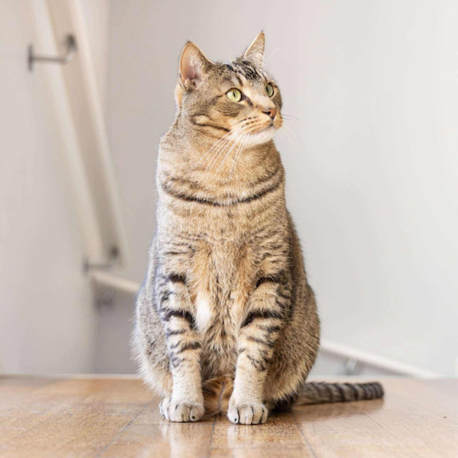 Photo of Liam & Lalo   In Foster Care In Ascot Vale