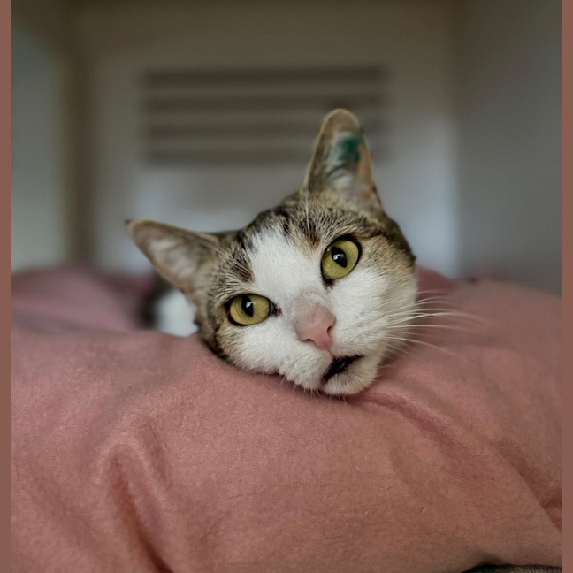 Photo of Queen Croissant