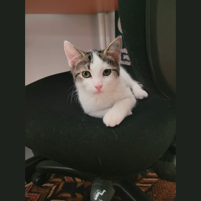 Photo of Benji