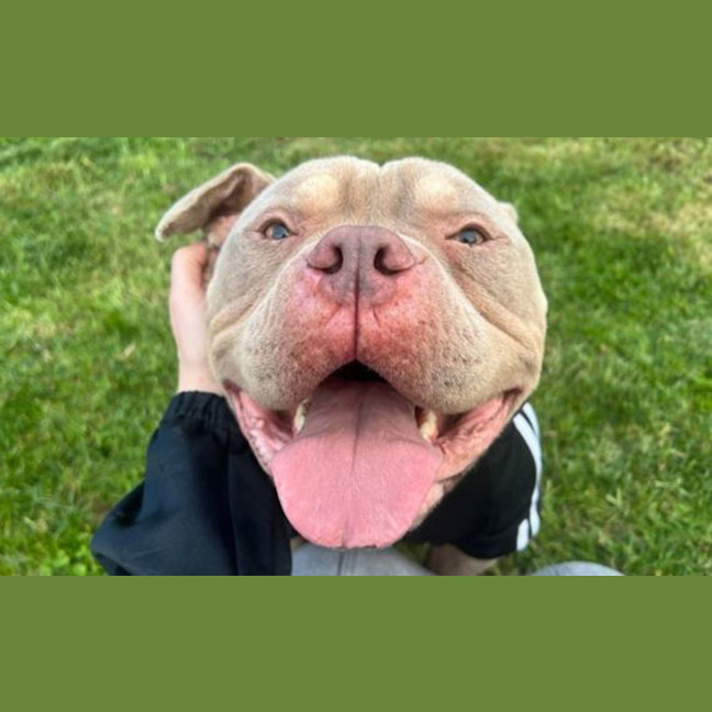 Photo of Pumba