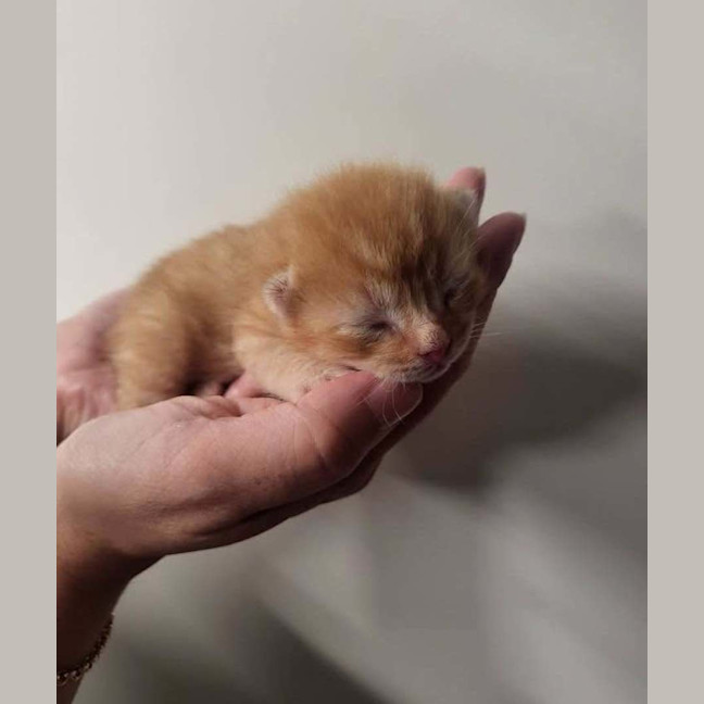 Photo of Ember