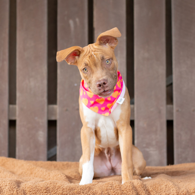 Photo of Buttercup (Previously Carrie)