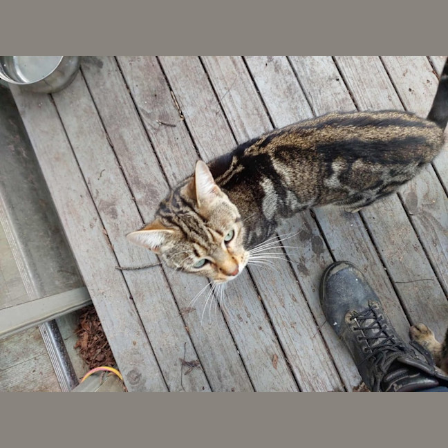 Photo of Mr Tabby Pants