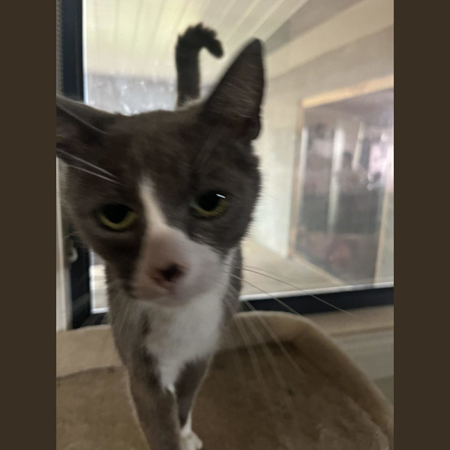 Photo of Sadie   Now At Pe Tquarters Thornton