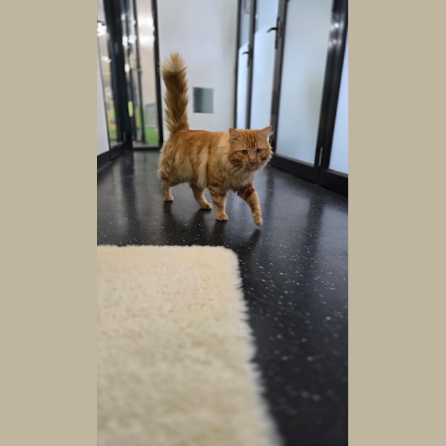 Photo of Comet