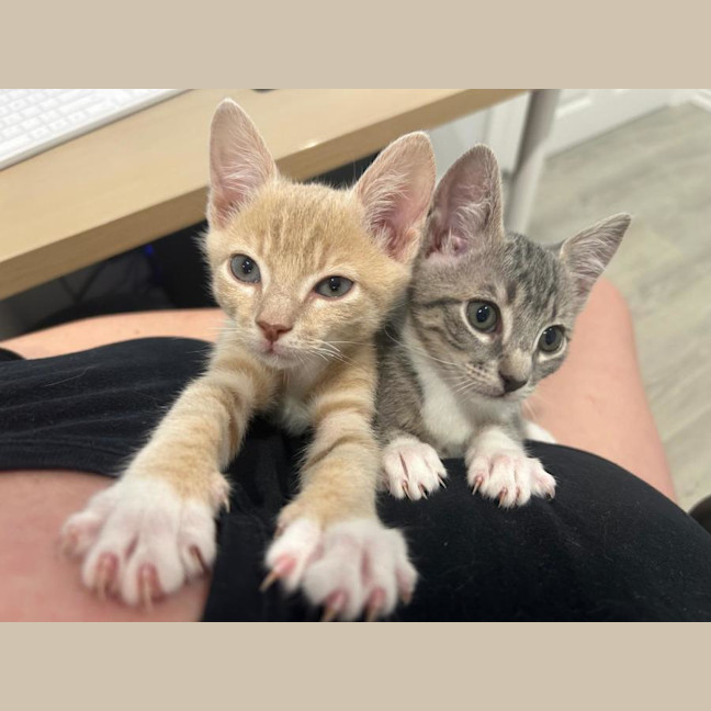 Photo of Duke 🤎 & Dixie 🧡
