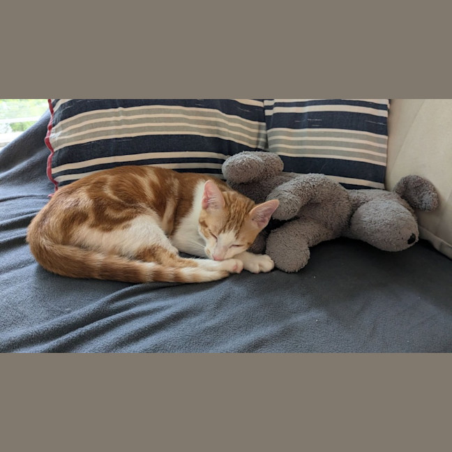 Photo of Remi   Child Friendly