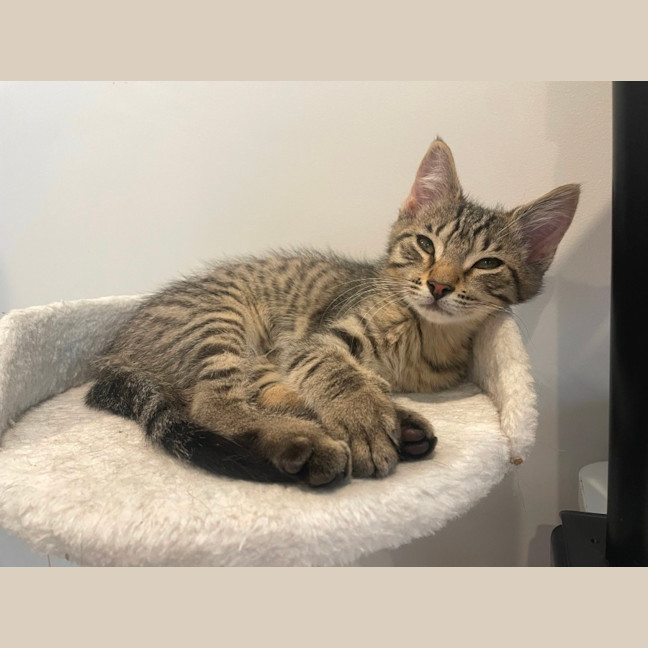Photo of Blitzen 🦌