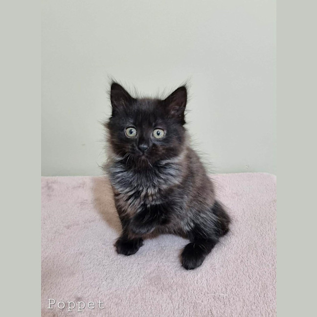 Photo of Poppet
