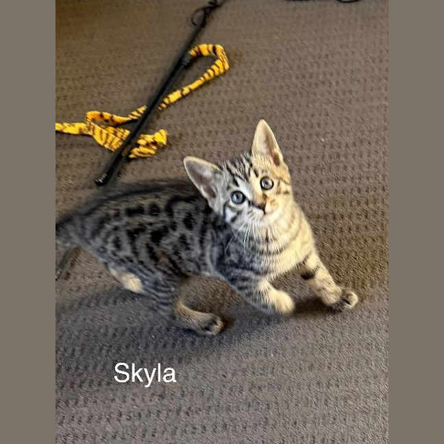 Photo of Skyla