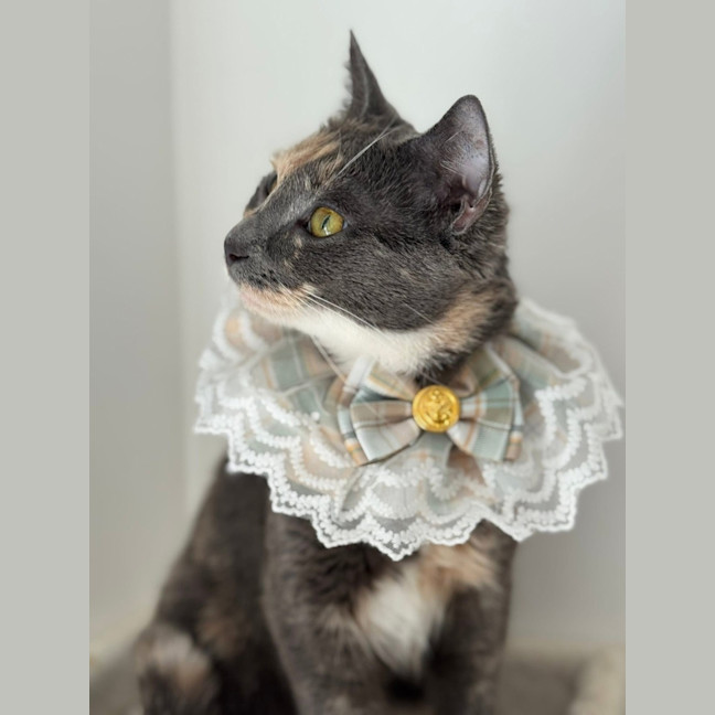 Photo of Aliera