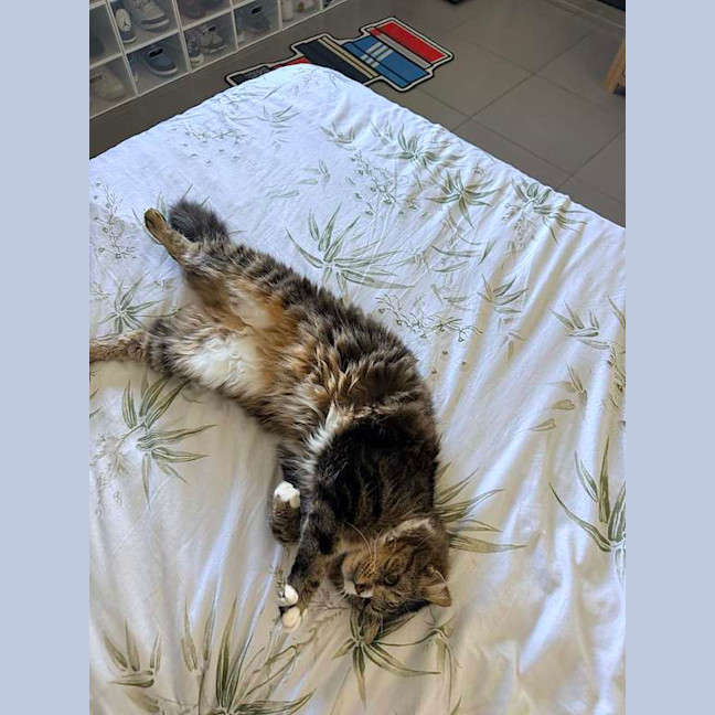 Photo of Tango