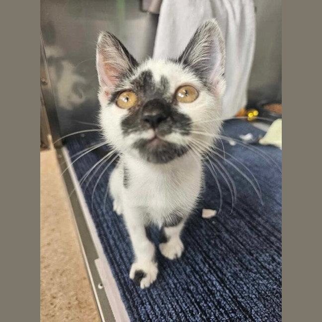 Photo of Speckles