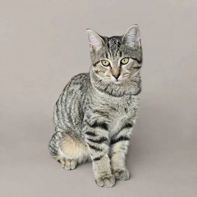 Photo of Mirchi