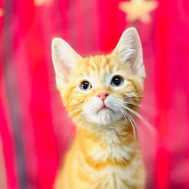 Photo of Tigger (Located In Preston)