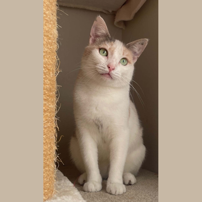 Photo of Tilly