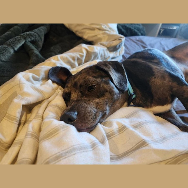 Photo of Crank   11 Month Old Dachshund X Staffy