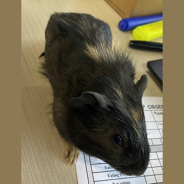 Photo of Orio (Bonded With Prince)