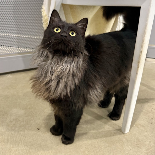 Photo of Nova