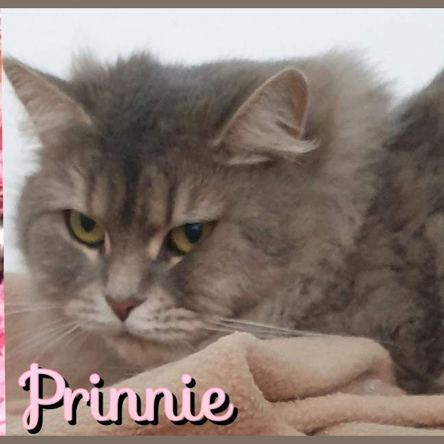 Photo of Prinnie