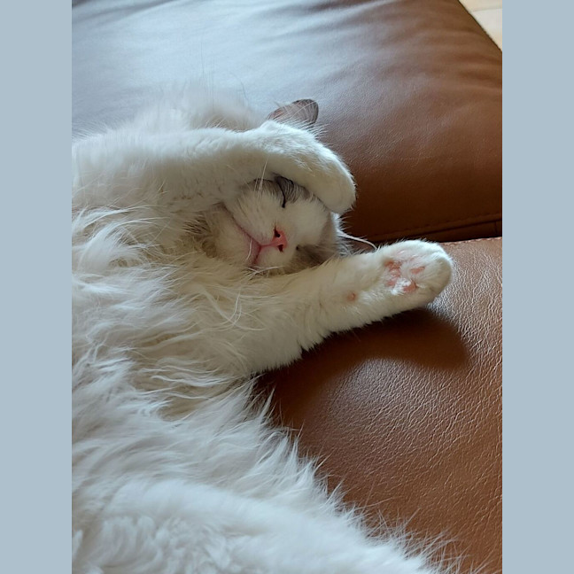 Photo of Apollo