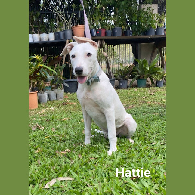 Photo of Hattie