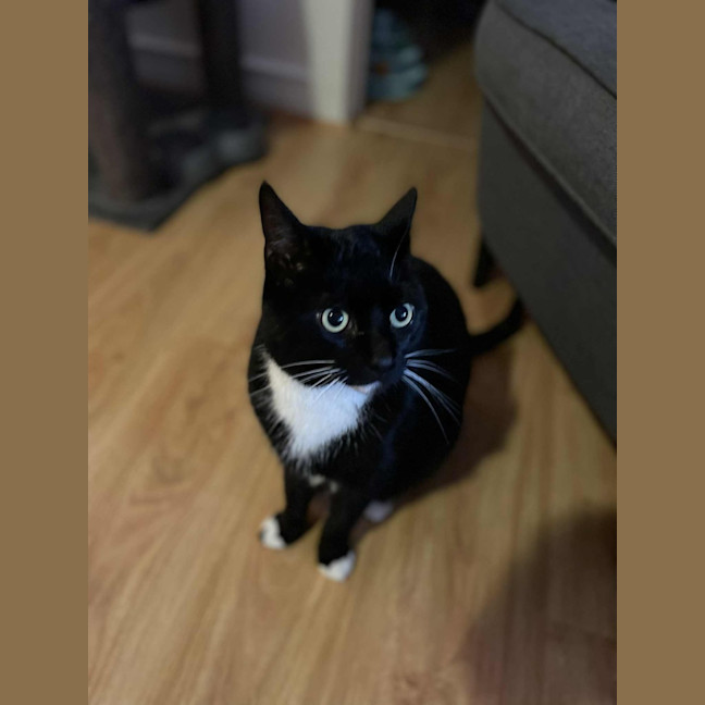 Photo of Hershey   Located In Bentleigh East