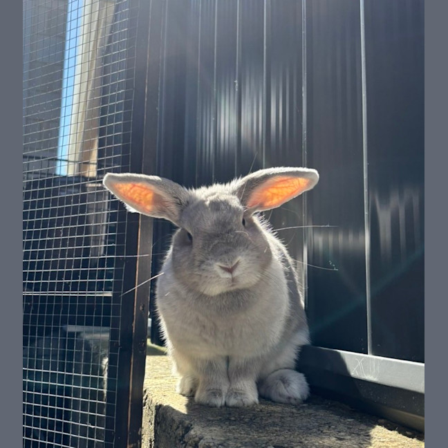 Photo of Kiwi