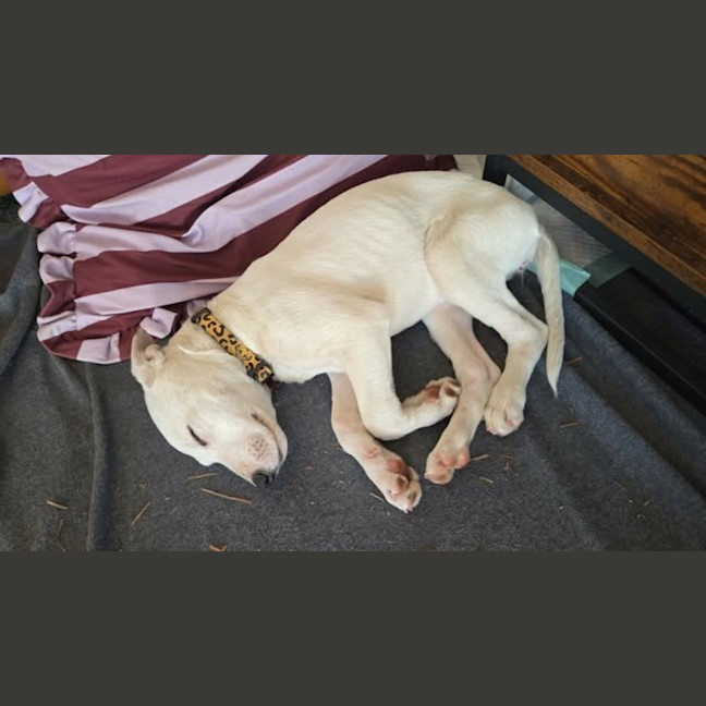 Photo of Casper