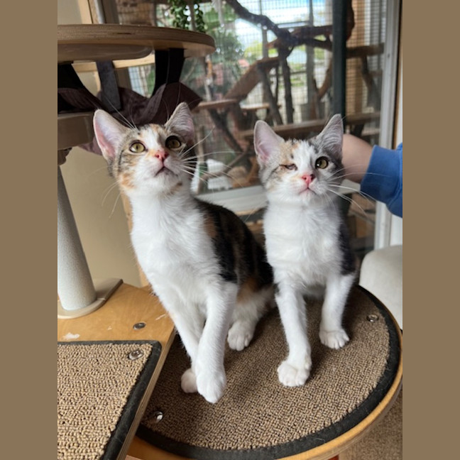 Photo of Marmalade & Honey