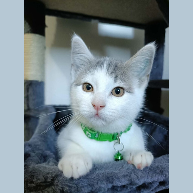 Photo of Pearl