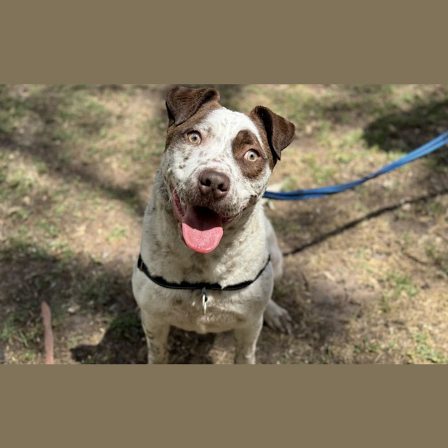 Photo of Humphrey