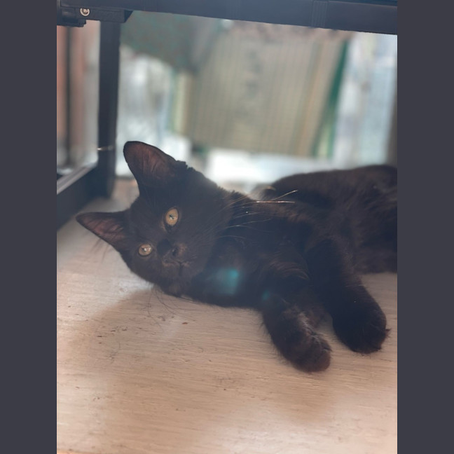 Photo of Shadow
