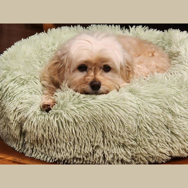 Photo of Lola Silvanus