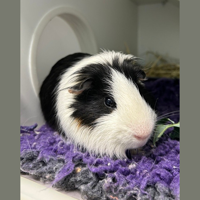 Photo of Waffle