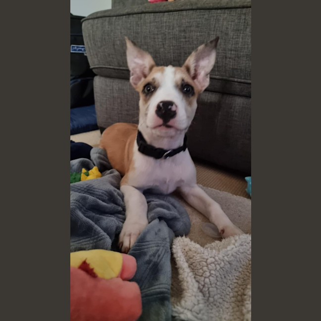 Photo of Maple