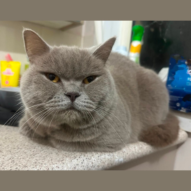 Photo of Nala