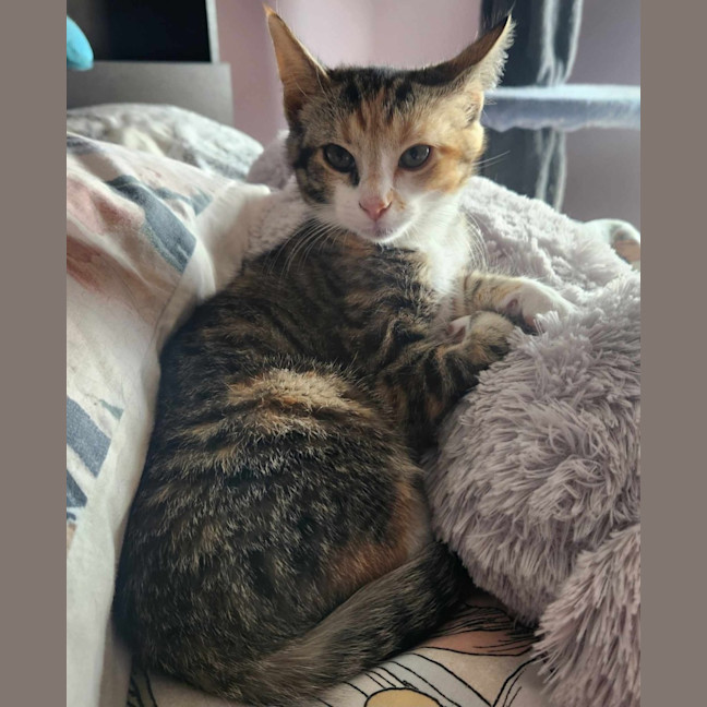 Photo of Lucy   Located In Templestowe