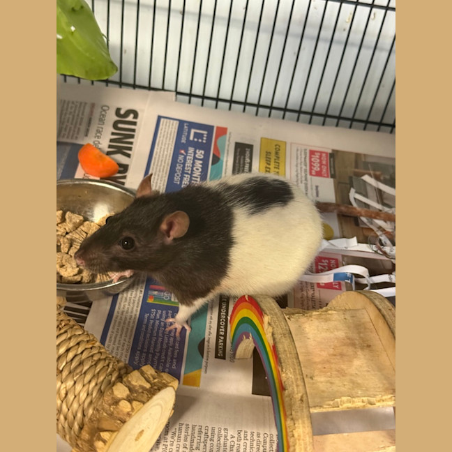 Photo of Ratticus 