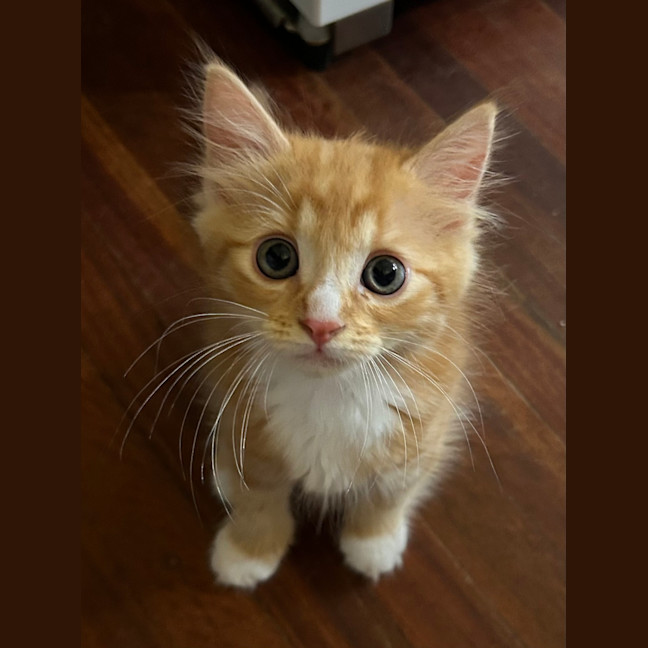 Photo of Ron Weasley (Ex Barney)