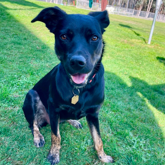 Photo of Daisy