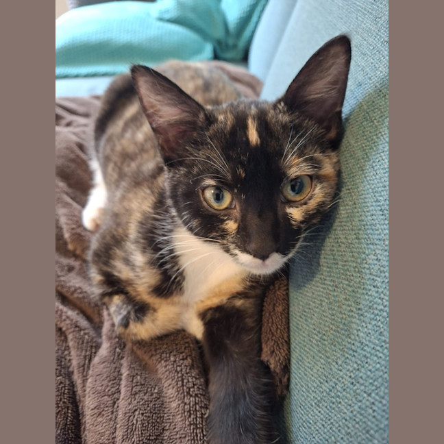 Photo of Ember